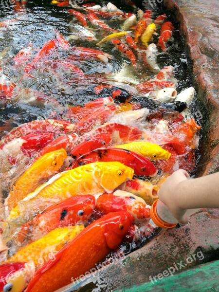 Fish Big Fish Koi Fish Free Photos