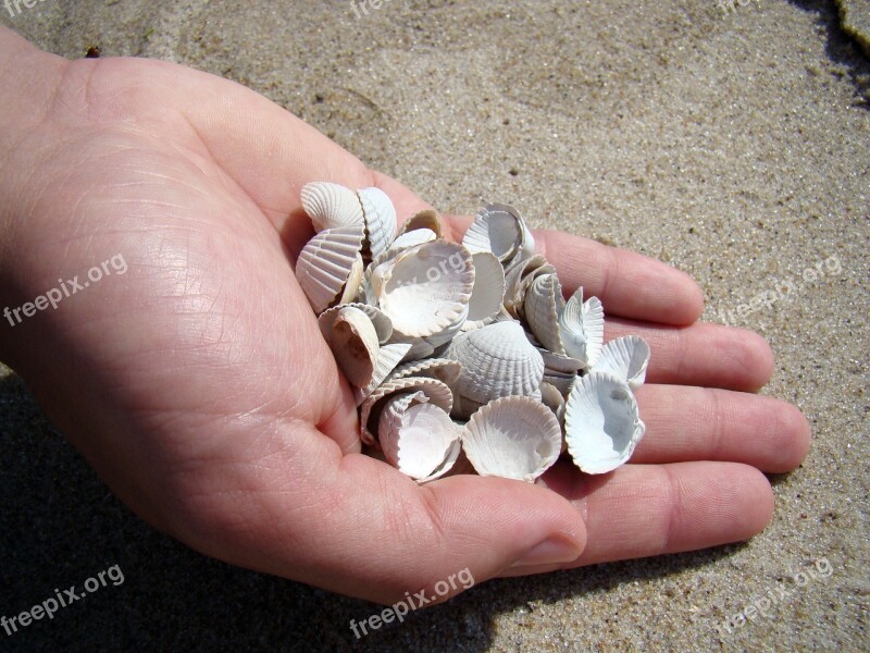 Shells Hand Sea Summer Scallop