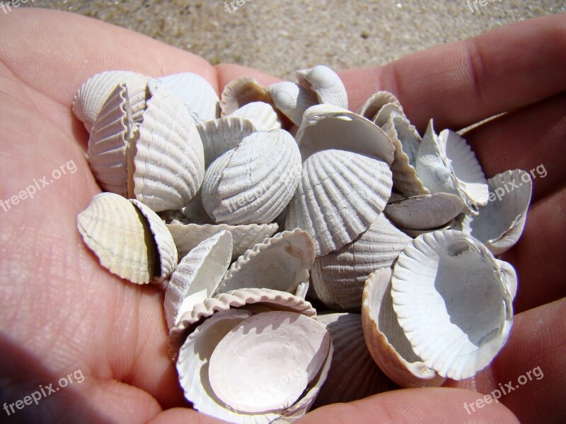 Shells Hand Sea Summer Scallop