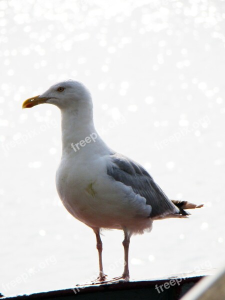 Seagull Bird Sea Water Herring Gull