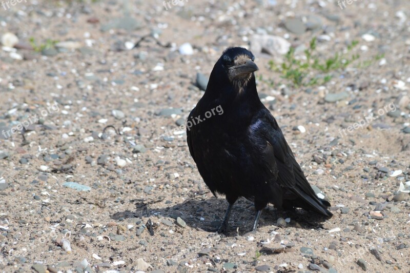 Crow Raven Bird Black Animal