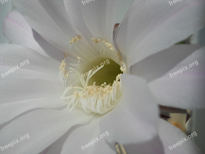 Cactus Flower Summer Once A Year Gentle Pink And White