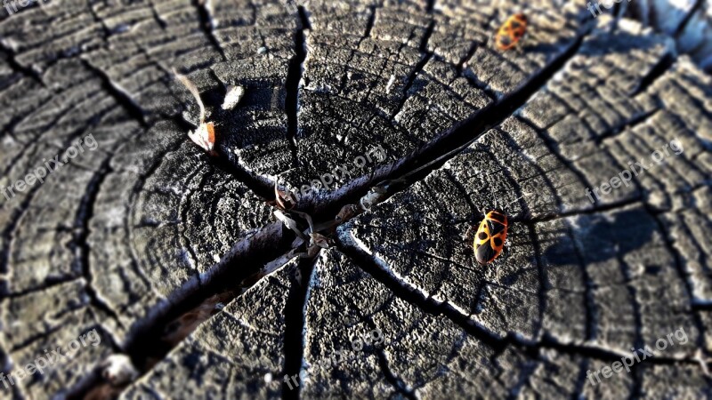 Trunk Tree Beetle Nature Wood