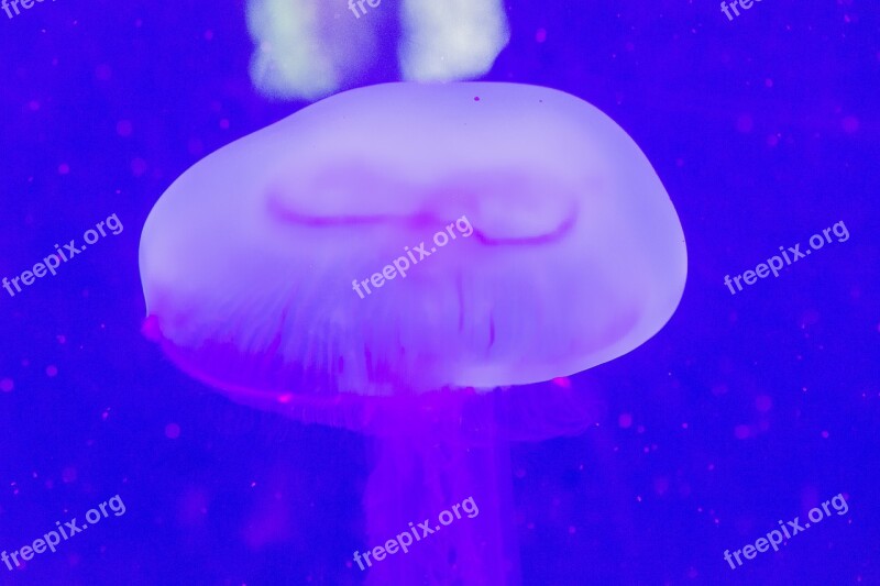 Sea Jellyfish Aquarium Marine Fauna Free Photos