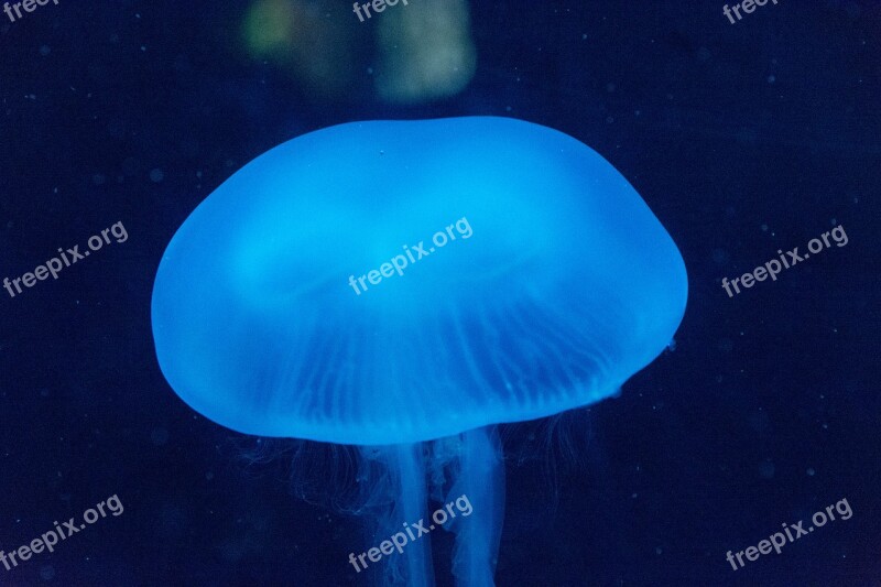 Sea Jellyfish Aquarium Marine Fauna Free Photos