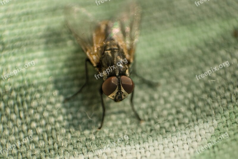 Fly Insects Macro Eyes Colorful