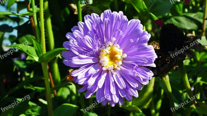 Flower Zinnia Blue Garden Nature