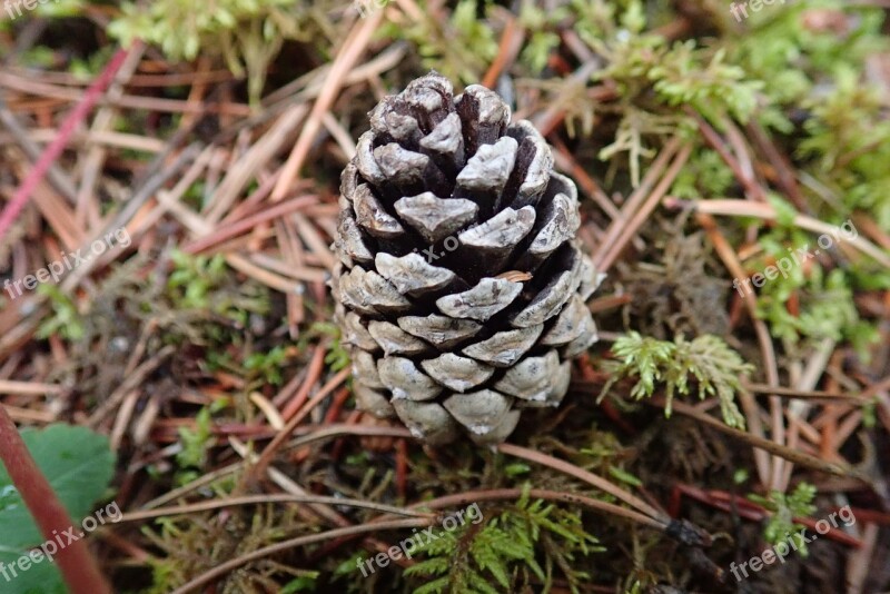 Pinecone Pine Nature Cone Forest