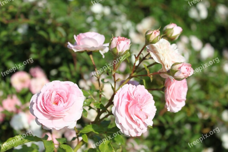 Garden Roses Flower Rose Flowers