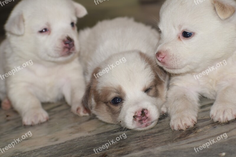 Cute Puppies Dog Pet Animal