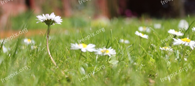 Daisy Grass Garden Spring Nature