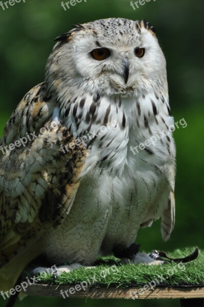 Snowy Owl Bird Animal Owl Free Photos