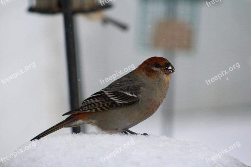 Bird Birding Pine Grosbeak Female Winter