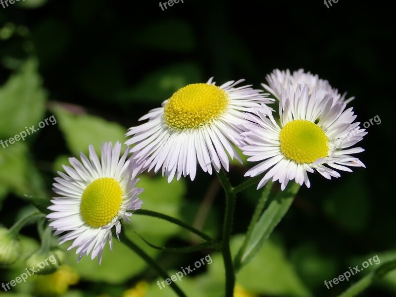 Flowers Fine Jet Pointed Flower Macro Flora