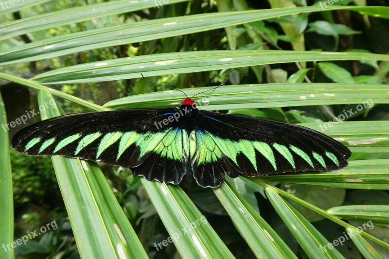 Butterfly Park Kong Kuala Malaysia Free Photos