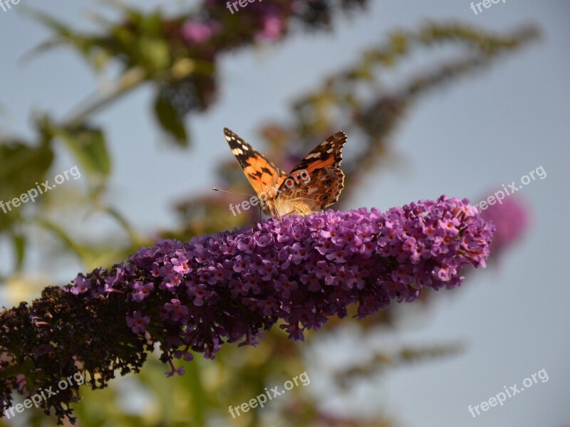 Garden Butterfly Butterfly Bush Summer Lilac Insect