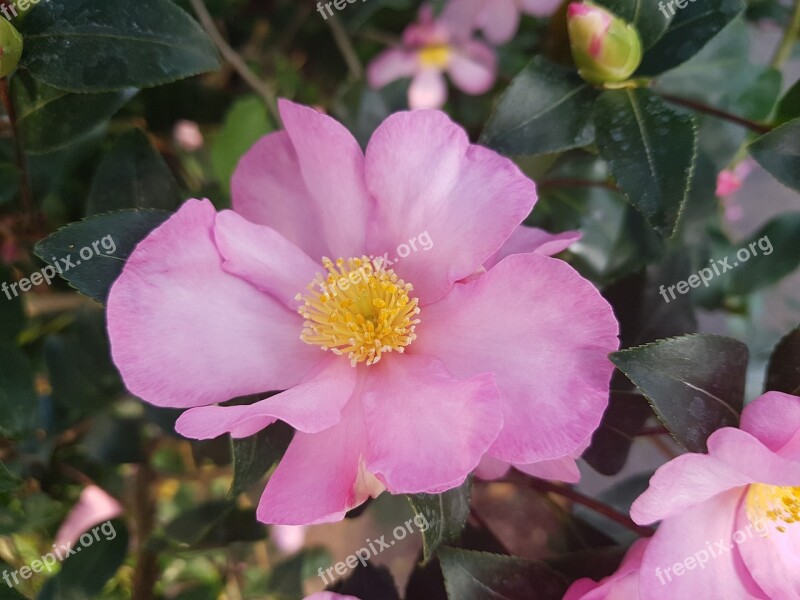 Camellia Sasanqua Pink Flower Free Photos