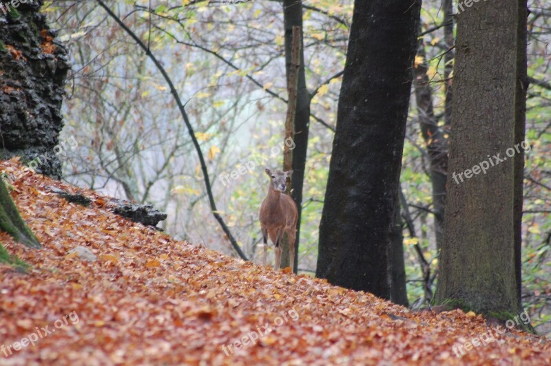 Roe Deer Red Deer Wild Forest Wild Animal