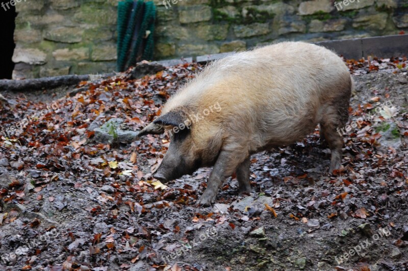 Pig Boar Piglet Nature Sow