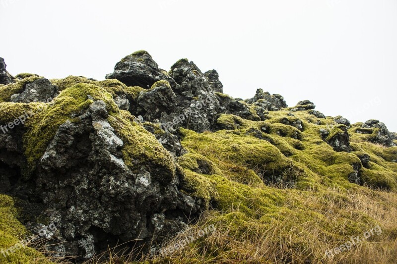 Iceland Moss Green Nature Landscape