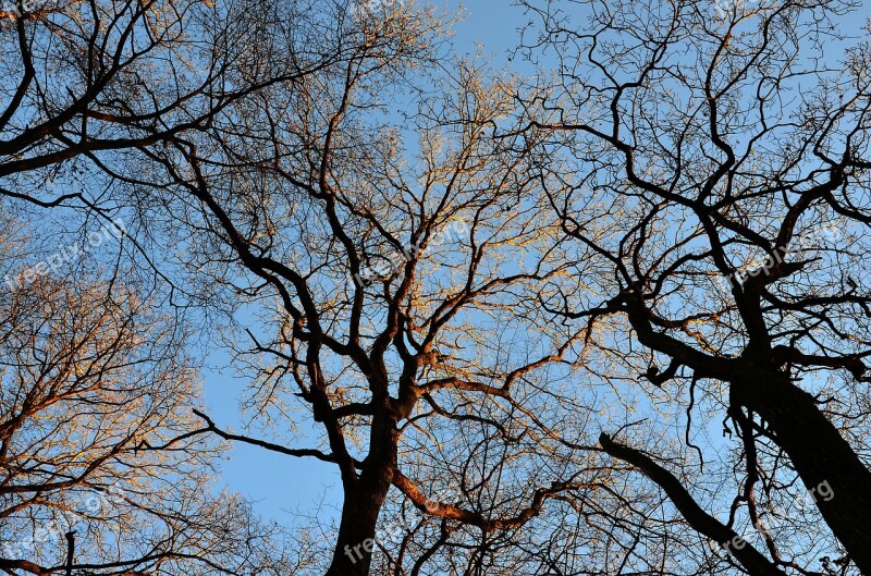 Trees Summits Nature Branches Sky