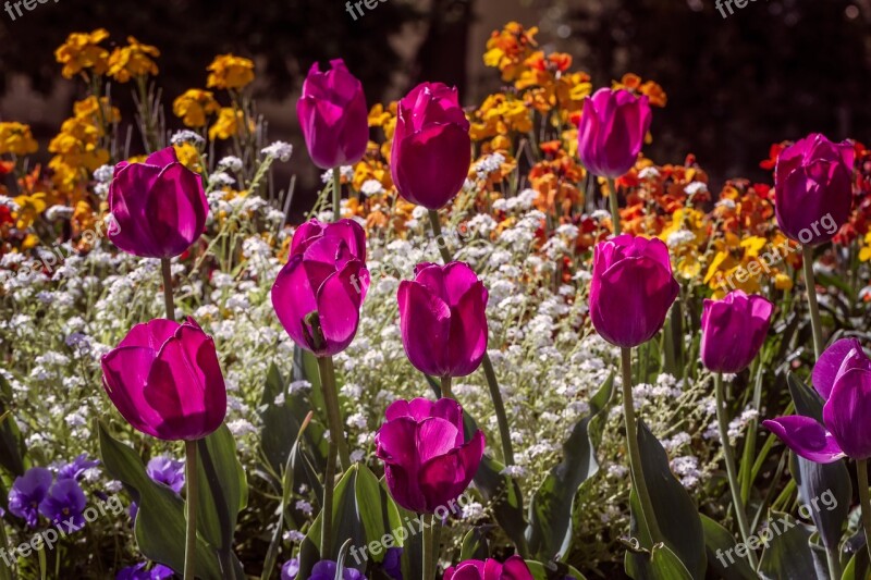 Flowers Tulips Nature Red Gardens