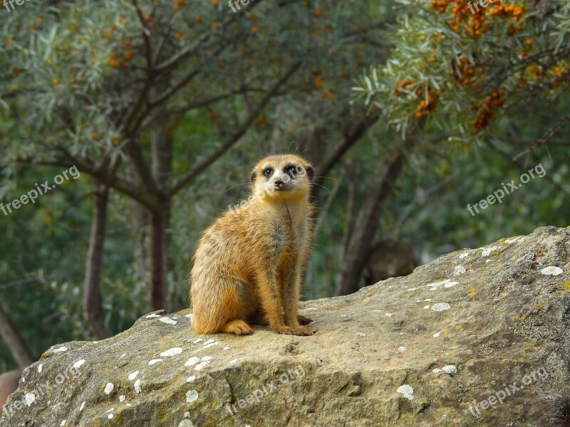 Meerkat Animals Zoo The Meerkats Wild