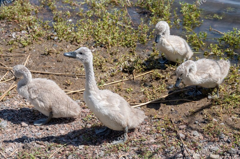 Swan Waterfowl Cub Free Photos