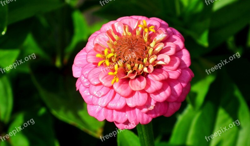 Flower Zinnia Pink Garden Nature