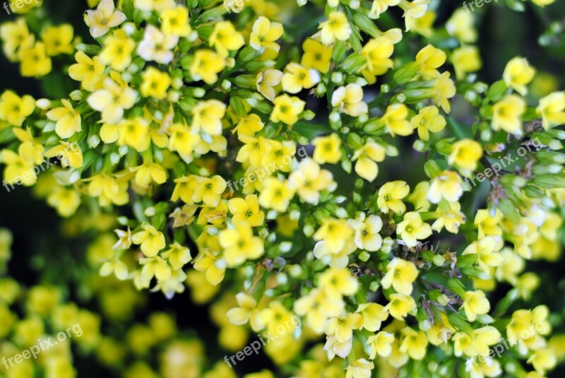 Yellow Flower Tiny Flower Blossom Flora