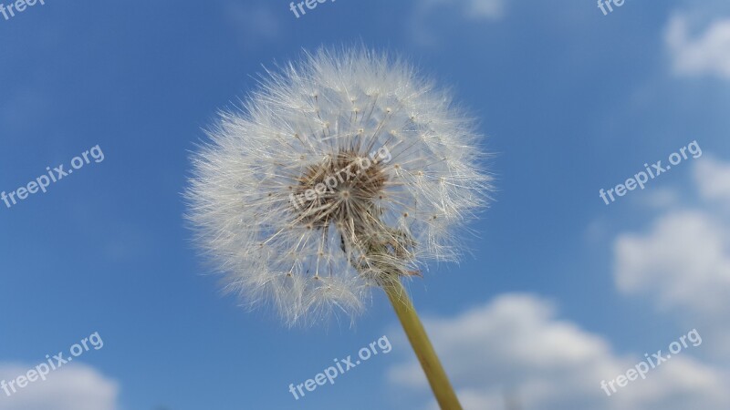 Dandelion Sky Background Flowers Nature