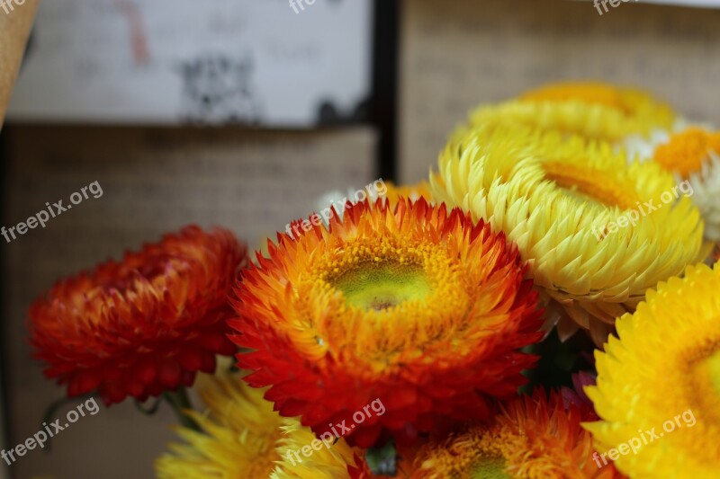 Immotal Flowers Yellow Flower Vietnam Travel