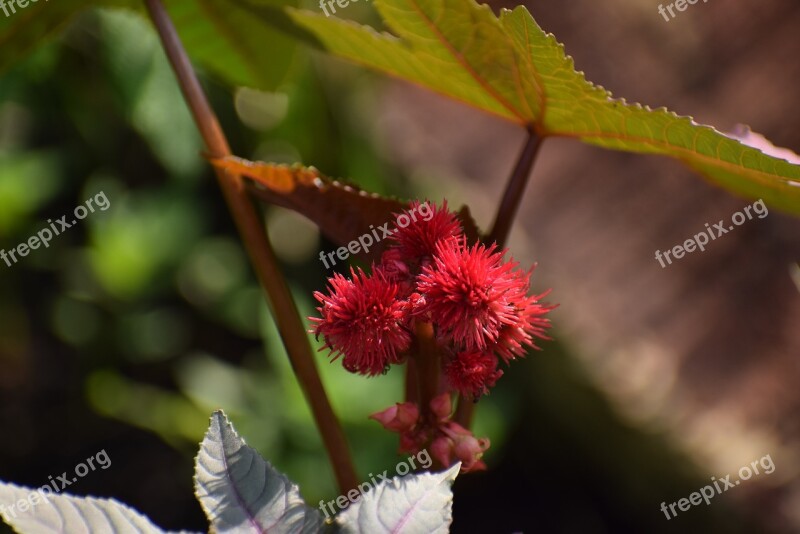 Garden Summer Flower Plant Nature