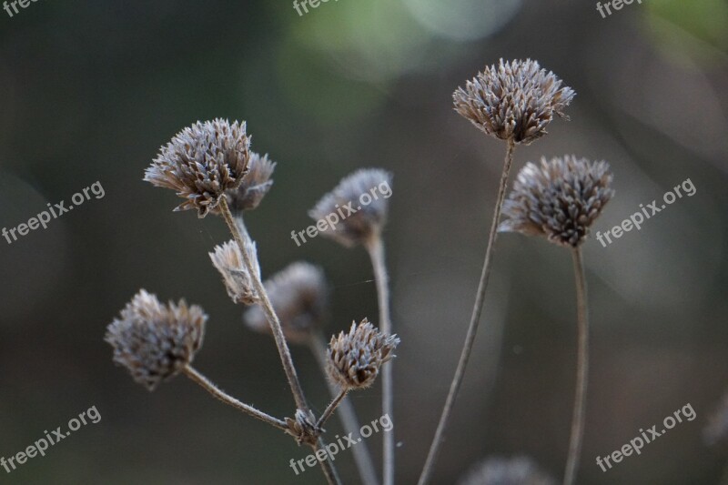 Nature Autumn Dried Flowers Fall Free Photos