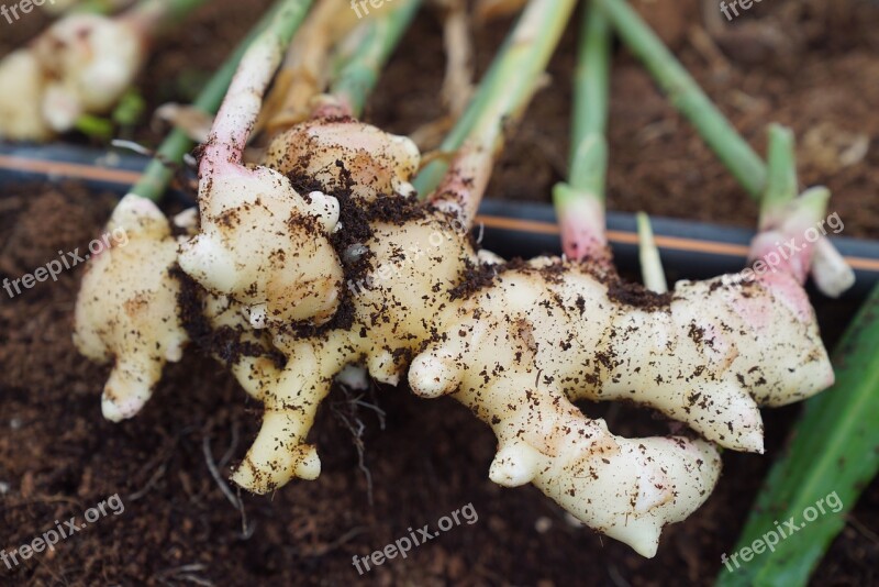 Ginger Harvest Ginger Farming Soilless Farming Organic Farming