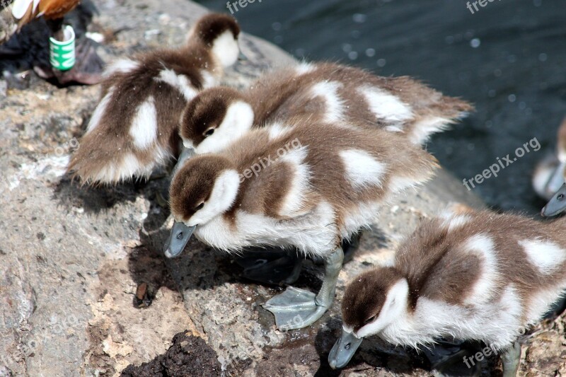 Ogar Chicks Tadorna Ferruginea Duck Waterfowl