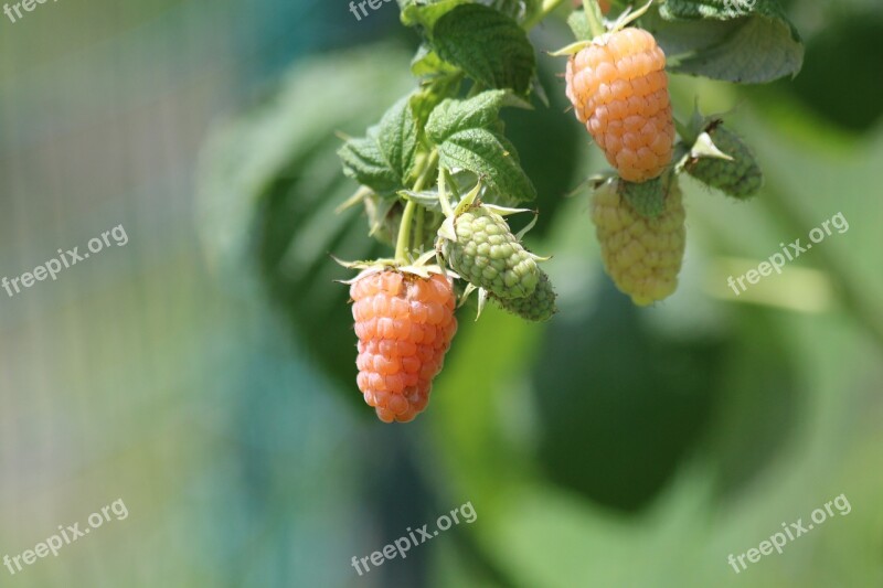 Raspberry Yellow Raspberry Plant Bush Fruit