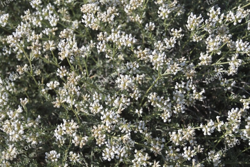 White Flowers Mediterranean Vegetation Medicinal Plants Free Photos