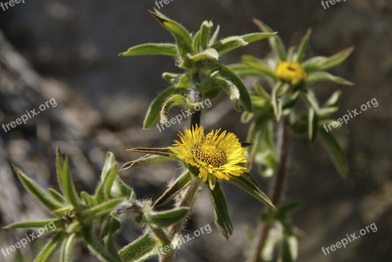 Yellow Flowers Mediterranean Vegetation Medicinal Plants Free Photos