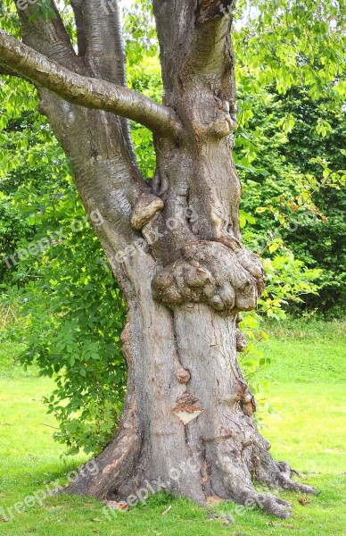 Tree Hug Hugging Love Nature