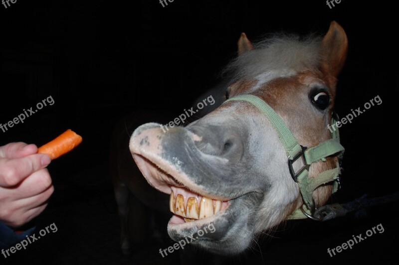 Horse Carrot Reward Stretch Horse Teeth