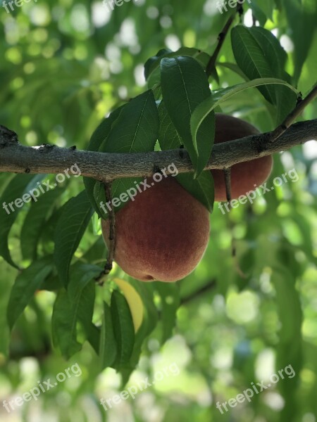 Peach Peach Tree Fruit Fruit Tree Leaves