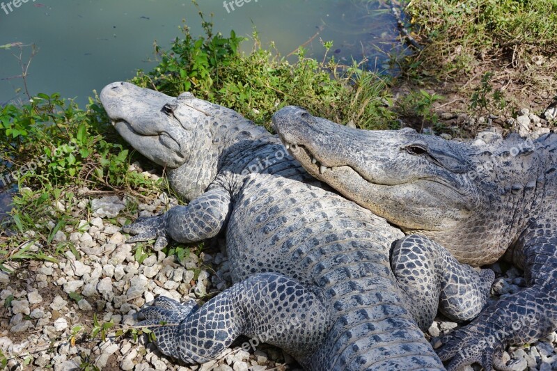 Alligators Smile Wild Life Gator Reptile