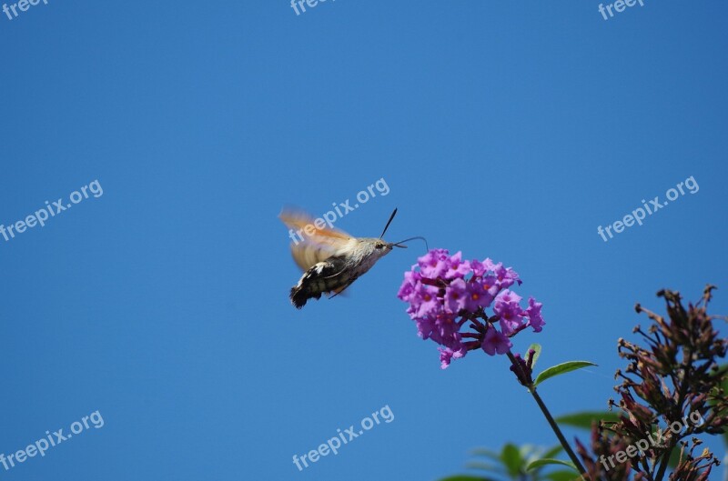 Hummingbird Hawk Moth Butterfly Insect Owls Dove Tail