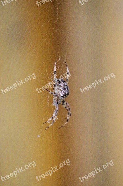 Spider Araneus Cobweb Close Up Nature