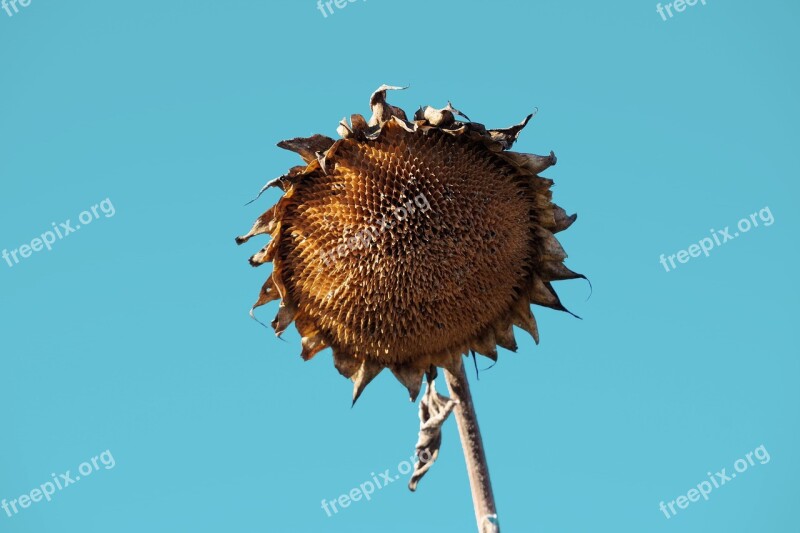 Sunflower Withered Flower Faded Transient