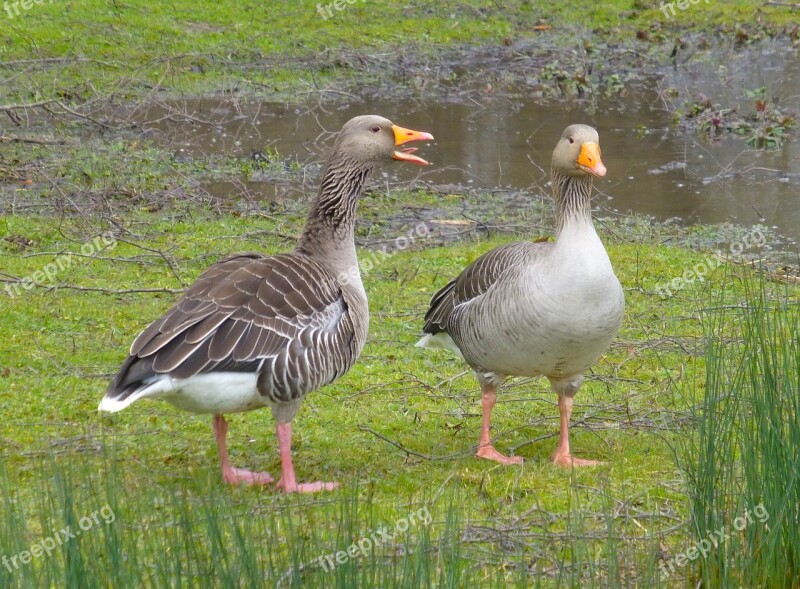 Goose Geese Chat Nag Birds