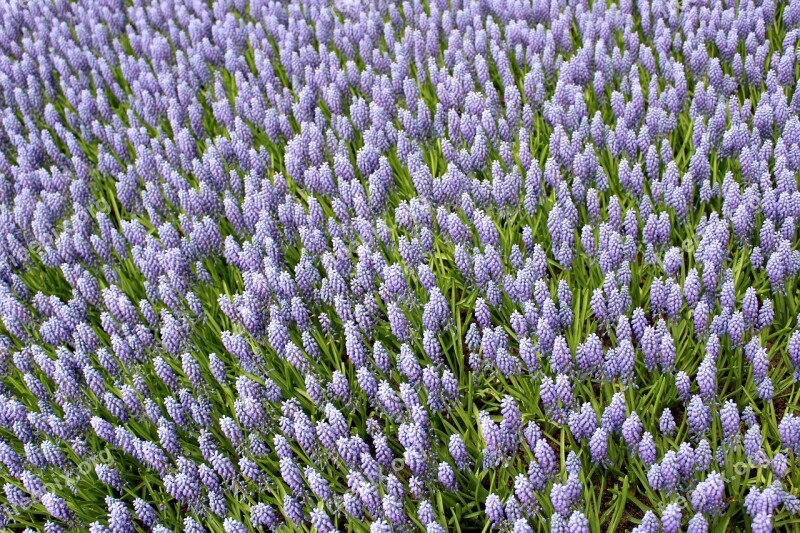 Holland Park Keukenhof Muscari Free Photos