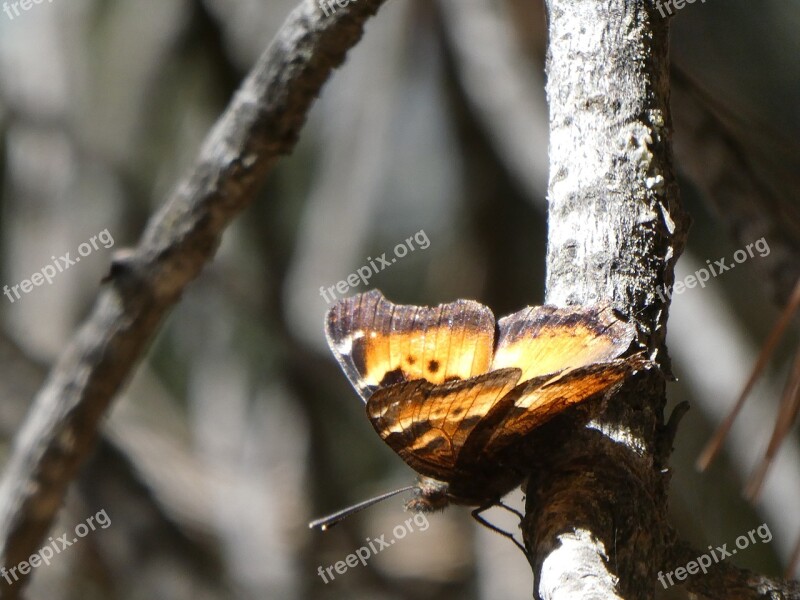 Butterfly Sequoianp Grantgrove Animal Wild