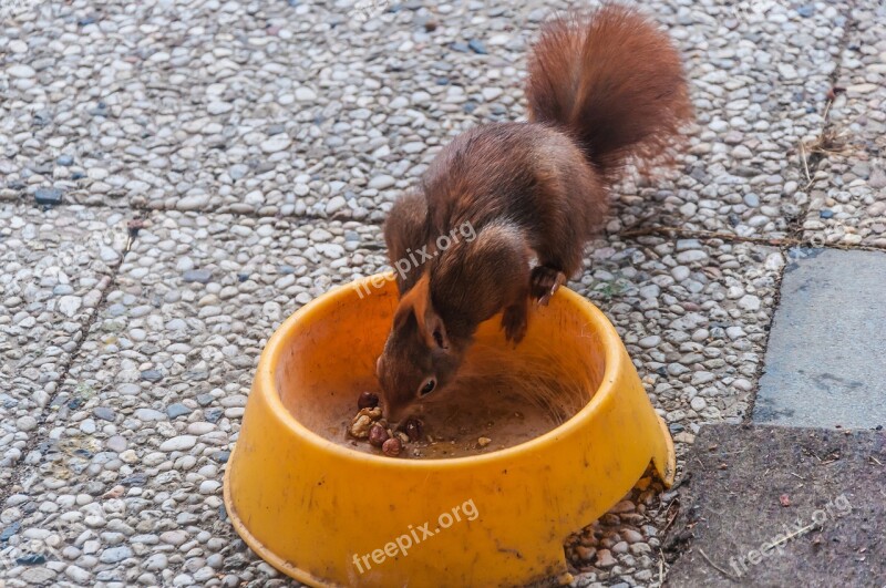 Squirrel Food Nature Rodent Foraging